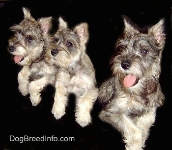 A litter of three Miniature Schnauzer puppies lined up in a row with their paws over top of a black wall. The two dogs on the end have their mouths open and tongues out and the dog in the middle has its mouth closed.