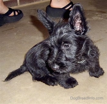 Close up - A small, perk-eared, black Scottish Terrier puppy is sitting on a concrete surface and it is looking down and to the left. There is a person standing behind them. The puppy's ears are very large.