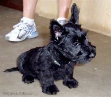Front side view - A black Scottish Terrier puppy is sitting on a concrete surface looking to the right. There is a person standing behind it. The dog's coat is shiny black and it has big perk ears.