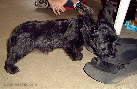 The right side of a black Scottish Terrier puppy stretching out to sniff a black flip flop shoe in front of it. Its ears are slightly pinned back.