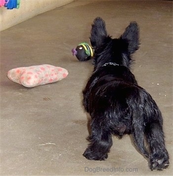 The back of a black Scottish Terrier puppy that is walking up a concrete surface to get a ball. There is also a plush pillow toy in front of it. The puppy is holding its tail low.