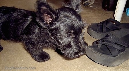Close up side view - A black Scottish Terrier puppy is sniffing a blak flip flop shoe that has big heals that is in front of it. The dog has longer hair on its snout.
