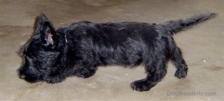 The left side of a black Scottish Terrier puppy walking across a concrete surface. It has its nose to the ground and its tail is pointing straight out and slightly up.