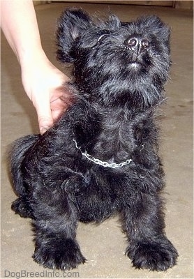 Close up front view - A black Scottish Terrier puppy is sitting on a concrete surface, it is getting its back rubbed and its head is in the air. Its nose is shiny black. It has a chain around its neck.