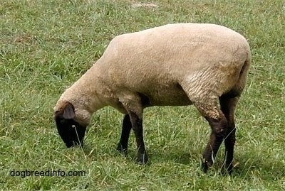 A sheep is standing outside in grass grazing.