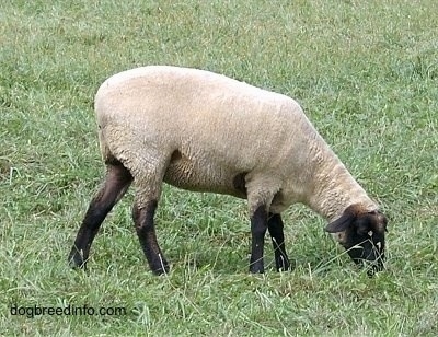 Right Profile - A Sheep is standing in grass eating.