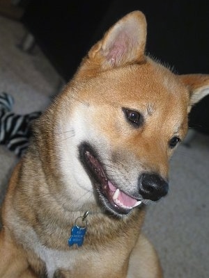 Close up - A tan with white Shiba Inu is sitting on a carpet, its mouth is slightly open, it is looking down and to the right.