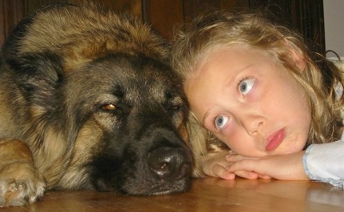 A girl making a sad face and a Shiloh Shepherd are laying head to head on a hardwood floor. 
