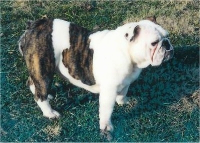 Sadie the English Bulldog standing outside in grass and looking into the distance, view from the side