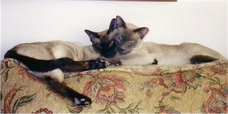 bandit and Moses the Siamese Cats are laying head to head on the back of a flowered couch.