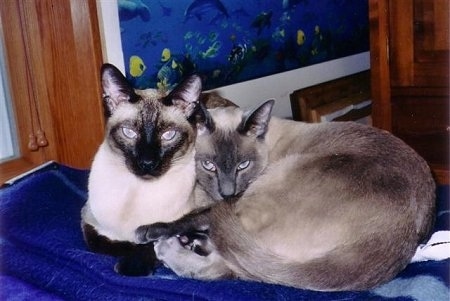 Bandit and Moses the Siamese cats are cuddled together on a blue blanket in front of a window on a bed