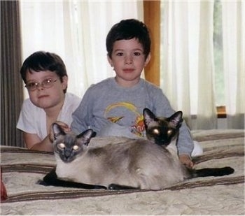 Two Siamese cats are laying on a humans bed in front of two boys. They are all looking forward.