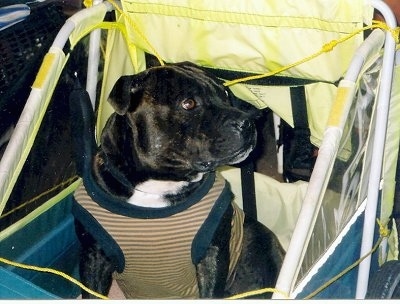 Close up - A black with white Staffordshire Bull Terrier is sitting in a stroller, it has a harness on and it is looking to the right.
