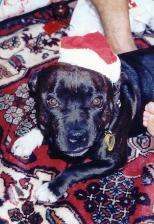 Top down view of a black and white Staffordshire Bull Terrier dog wearing a Santa's hat looking up.