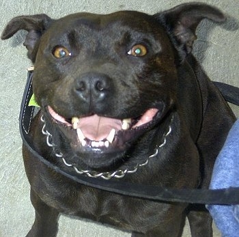 Top down view of a wide black Staffordshire Bull Terrier dog sitting on a carpet, it is looking up and it looks like it is smiling. The dog is wearing a choke chain collar and a black leather leash.