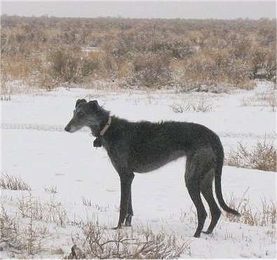 The left side of a wiry-looking, tall, high-arched, black with grey Staghound dog standing in a field of snow and brush. The dog has a long tail that is hanging down low almost touching the ground and a pointy snout.