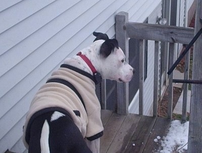 The back side of a white and black Staffordshire Bull Terrier that is wearing a tan and black jacket. It is standing on a hardwood porch and it is looking to the right. There is snow on the corner of the deck in front of it.