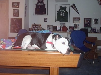 A white and black Staffordshire Bull Terrier dog laying down across a pool table inside of a home looking to the right.