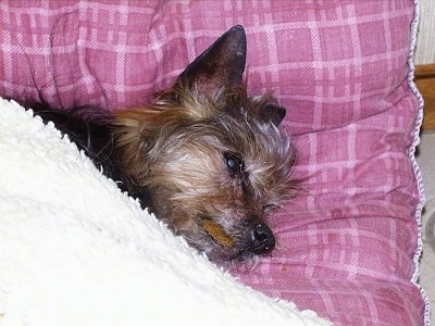 Topdown view of a black with brown Yorkie laying on its side on a pink pillow and it is eating a cookie. It has perk ears and a black nose.