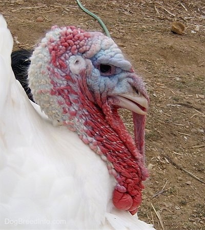 Close Up - The head of a white male turkey with a lot of red and some blue on its face. There is a black cat behind it