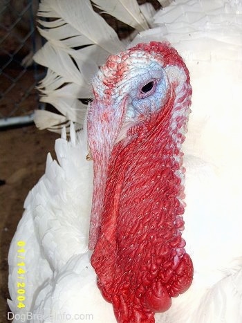 Close Up - The head of a white male turkey. There is a chainlink fence behind it. It has a lot of red and purple and blue around its eye.