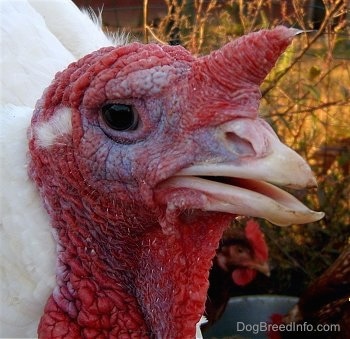 Close up head shot - The red head of a white turkey whose snood is begining to grow.