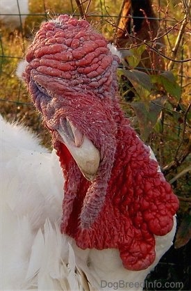 Close up head shot - A white turkey whose red snood is hanging over almost down to its wattle.