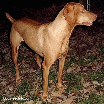 The front right side of a shorthaired, tall, large breed, red Vizsla that is standing in grass and leaves. It is looking to the right and its mouth is slightly open.
