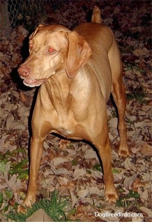 A reddish-brown Vizsla dog standing in grass and fallen brown leaves. It is looking to the left and its mouth is slightly open and its body is tense. The dog has a brown nose and a wide chest.
