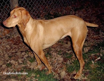 The left side of a shiny-coated, red Vizsla dog standing in grass and leaves at night. There is a chain link fence behind it. The dog has long soft ears a tail that looks half the size of a normal tail, a brown nose and eyes that are glowing red.