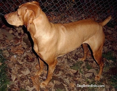 The front left side of a large, red Vizsla that is standing in grass and leaves. It is looking to the left and there is a chainlink fence behind it. Its coat looks shiny and is darker in some spots because of the lighting in the picture.