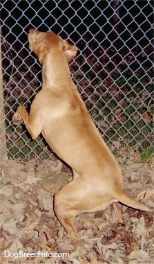 The back of a red Vizsla that is jumping up against a fence in front of it as it barks at something on the other side. There is a pile of leaves under it.