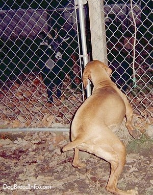 The back of a red Vizsla that is looking and barking at goats through a chainlink fence. The dog's front paw is in the air as it is in mid-motion.