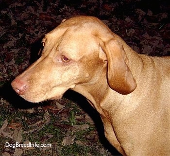Close up head and chest shot - The left side of a short coated, red Vizsla that is standing in grass and it is looking to the left. The dog has long ears that hang down to the sides, golden yellow eyes and a brown nose.