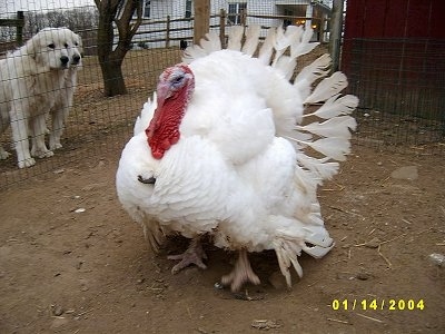 A large male turkey is standing in dirt inside of a coop. There are two Great Pyrenees dogs looking at it through the fence with a white farm house in the background.