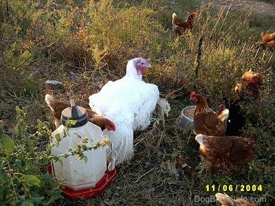 The back of a white male domestic turkey that is laying in grass in front of a water and it is surrounded by a bunch of red hens.