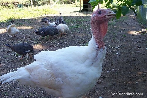 A male white and red turkey is walking around outside and there is a flock of gray and white guinea fowl behind him