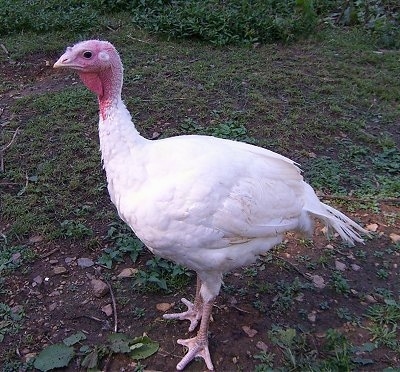 A young white and red female turkey is standing around outside in a field and looking forward