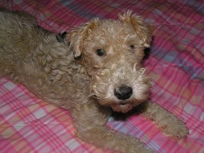 The front right side of a tan with black Wire Fox Terrier that is laying across a plain blanket and it is looking up. It has dark eyes and a dark nose.