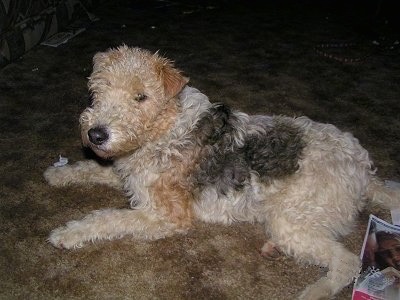 The left side of a tan with black Wire Fox Terrier dog laying across a carpeted surface. It has small v-shaped ears that fold over to the front.
