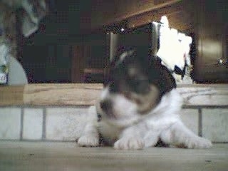 A tiny white with black and tan Wire Fox Terrier puppy is laying on a step and it is looking to the left.