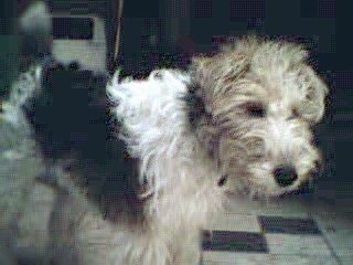 The back right side of a white with tan and black Wire Fox Terrier dog standing on a tiled floor and it is looking forward.