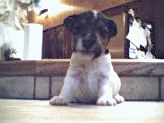 A small white with black and tan Wire Fox Terrier puppy is sitting on a step and it is looking down.