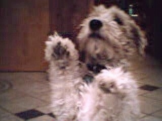 A tan with black Wire Fox Terrier dog standing on a tiled floor with its front paws in the air. The dog is looking up.