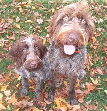 A big white with brown Wirehaired Pointing Griffon dog with big round yellow eyes sitting next to a Wirehaired Pointing Griffon puppy. They both are sitting outside in grass that is covered in colorful leaves. They both are looking up.