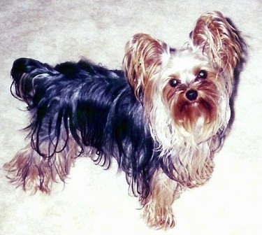 The right side of a black with tan Yorkie that is standing across a carpet. It is looking up and its head is tilted to the left. The small toy dog has long hair fringing from its perk ears, long hair hanging from its face and underside. It has a docked tail a small black nose and dark round eyes.