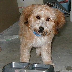 A brown with tan Yorkipoo dog standing on a carpet and there is a food and water bowl in front of it. Its ears hang down to the sides with longer hair on them.