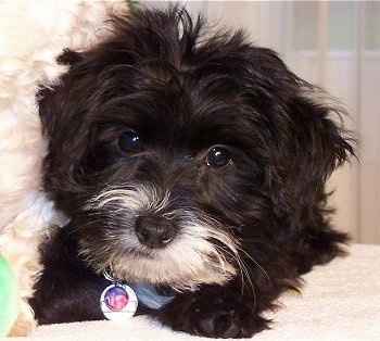 Close up front view - A wavy coated, black Yorktese puppy with a white muzzle is laying on a bed and it is looking forward.