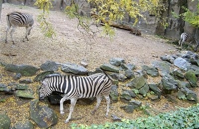 Multiple Zebras grazing
