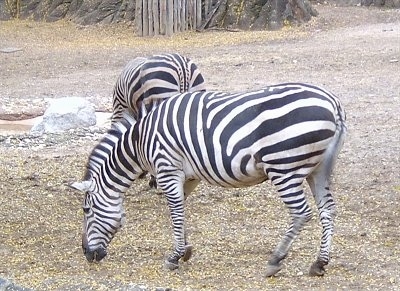 Two Zebras grazing in the field